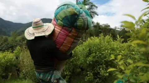 United States Designates Colombia as Failing to Cooperate in Anti-Drug Efforts